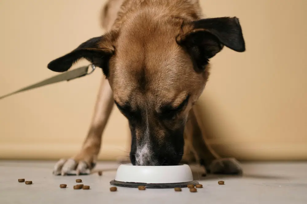 Pet Nutrition Common Mistakes