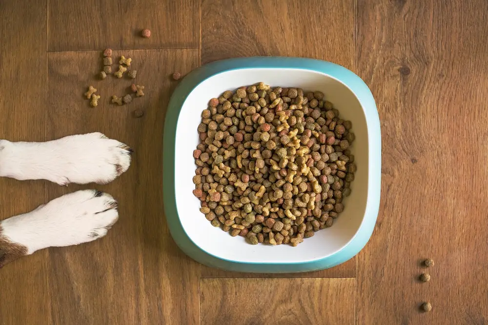 Pet Nutrition Essential Guide