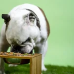 Transitioning a dog to new food