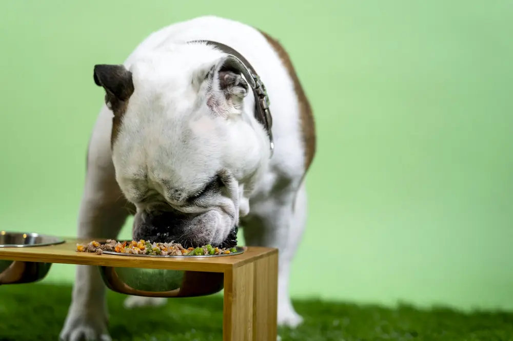 Transitioning a dog to new food